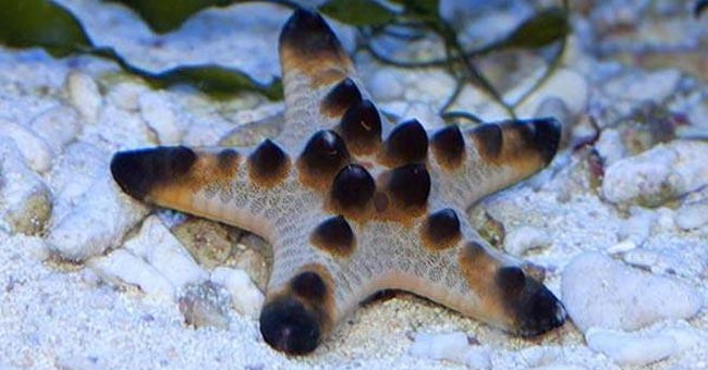 Saltwater Starfish – AquariumFish.com