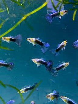 Jade Blue Tux Guppy (Pair)