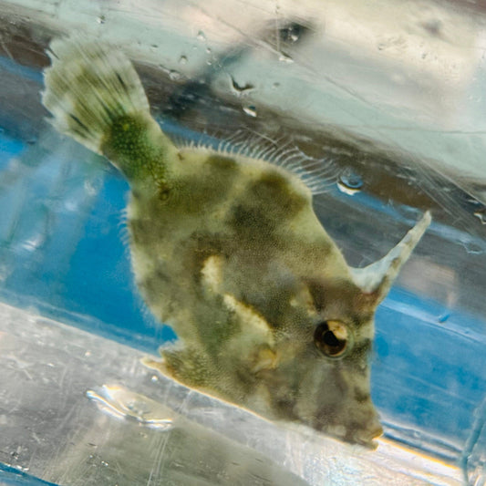 Aiptasia Eating Filefish