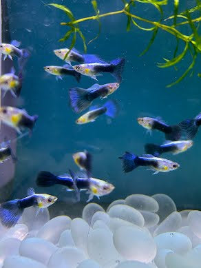 Jade Blue Tux Guppy (Pair)