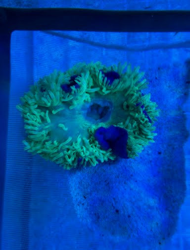 WYSIWYG Purple Base Green Bubble Anemone - 001
