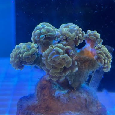 WYSIWYG Gold Branching Hammer Coral: Full 6-Head Colony - 005