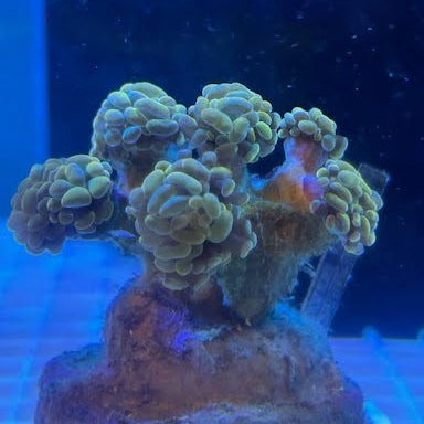 WYSIWYG Gold Branching Hammer Coral: Full 6-Head Colony - 005