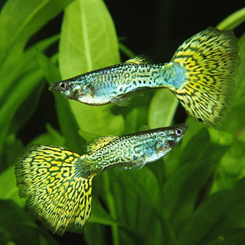 Assorted Cobra Guppies (5 pairs)
