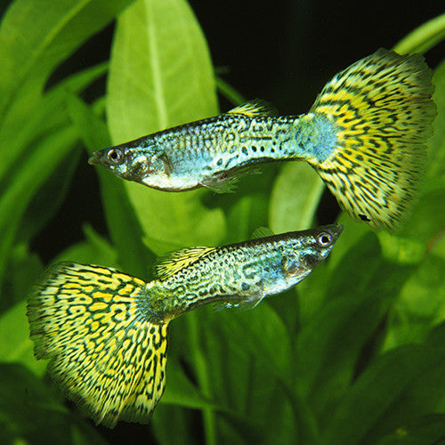 Male Green Cobra Guppy