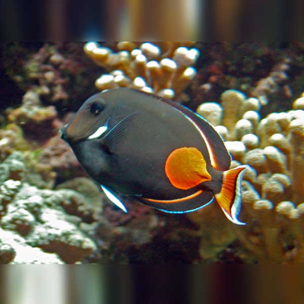 Achilles Tang swimming among coral in an aquarium setting
