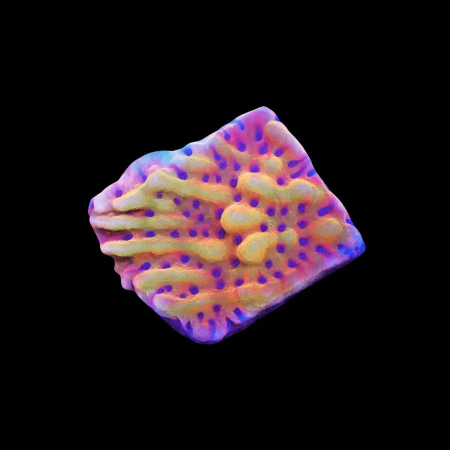 Afterburner Montipora