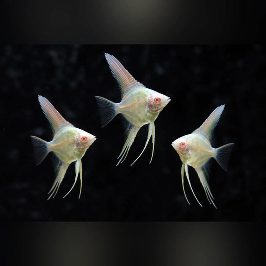 Albino Angelfish (School of 3)