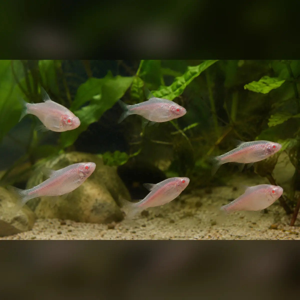 Albino Cherry Barb (School of 6)