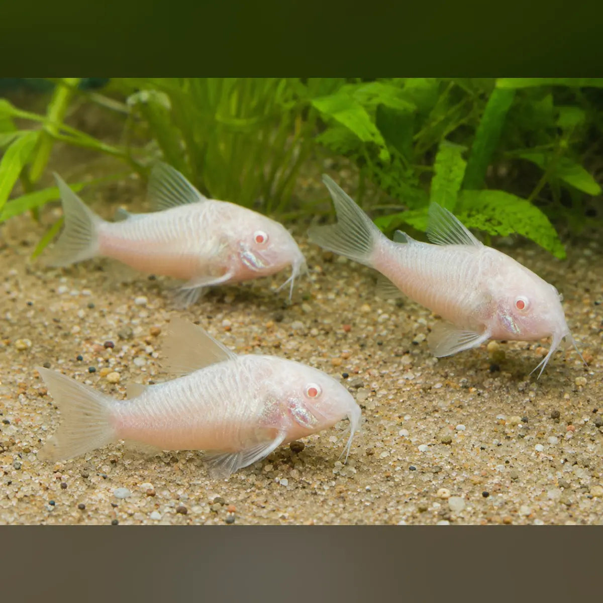 Albino Cory (Pack of 3)