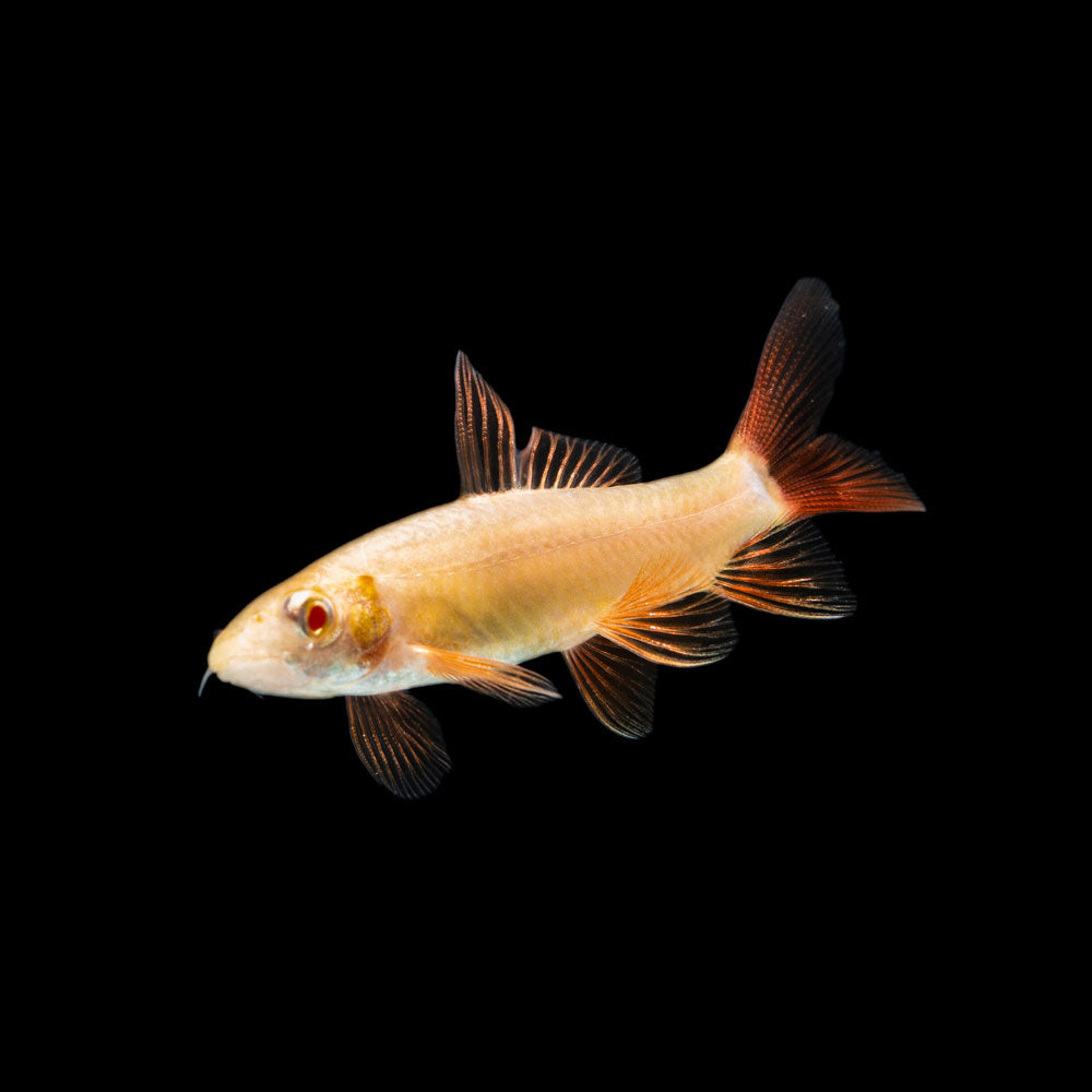 Freshwater Sharks AquariumFish freshwater-sharks-aquariumfish