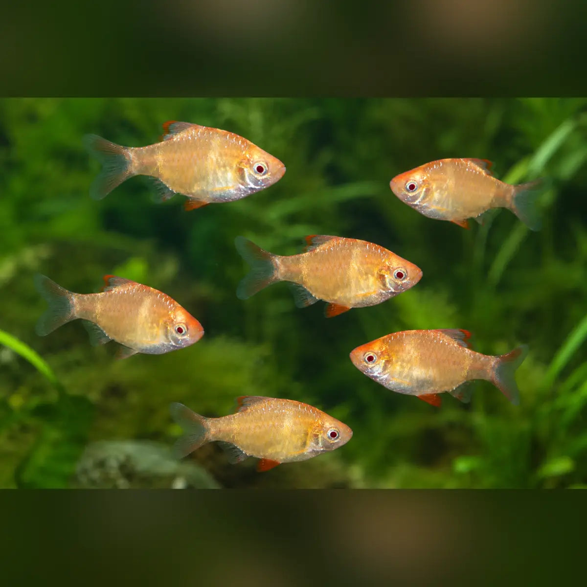 Albino Tiger Barb (School of 6)