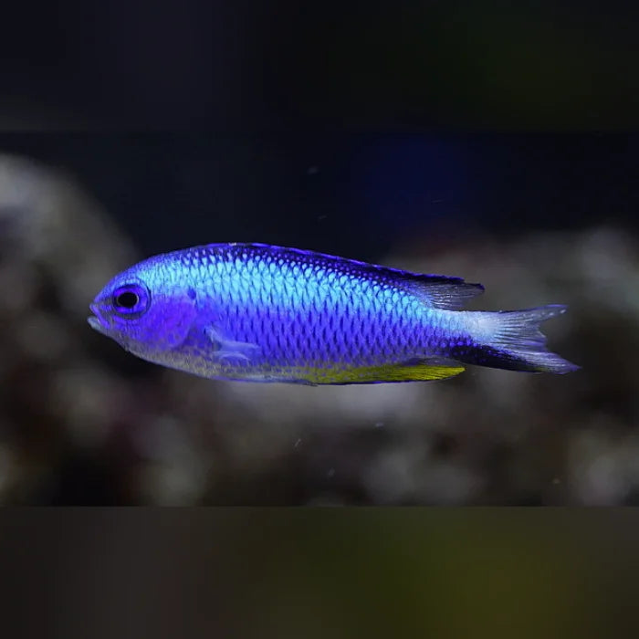 Blue fish with a yellow belly swimming in an aquarium setting