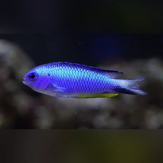 Blue fish with a yellow belly swimming in an aquarium setting