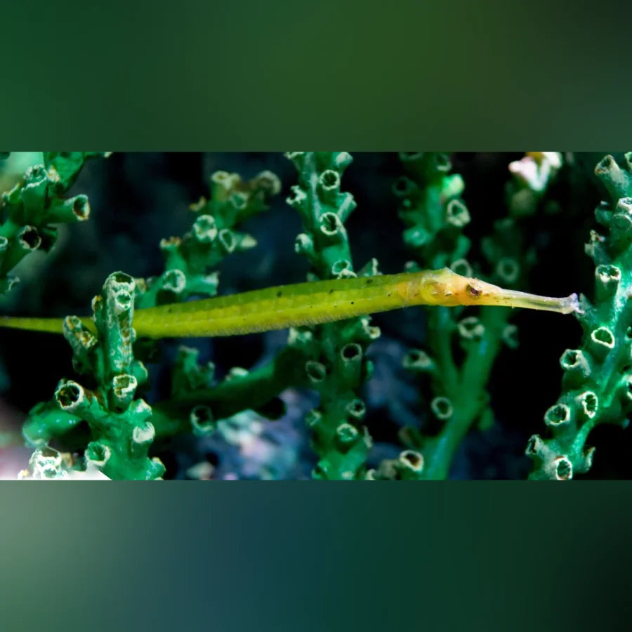 Alligator Pipefish