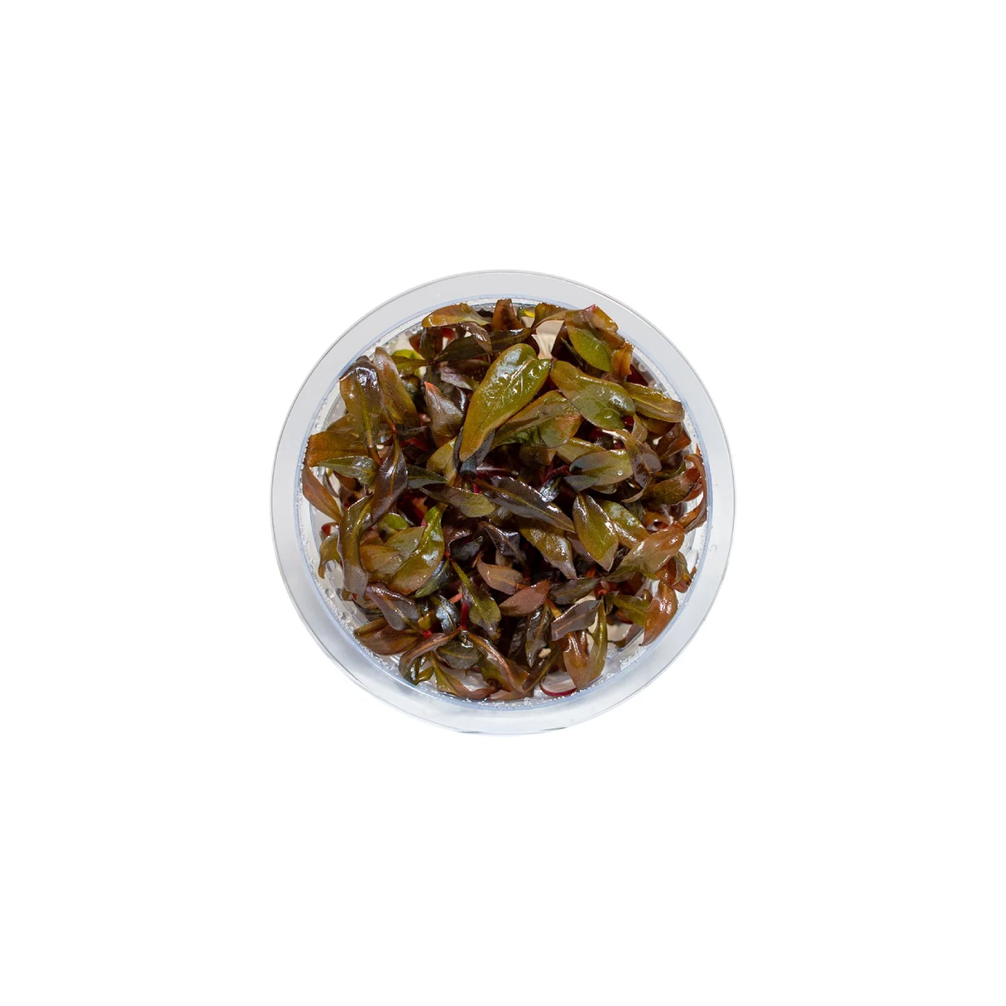 Alternanthera reineckii 'Mini' - Tissue Culture