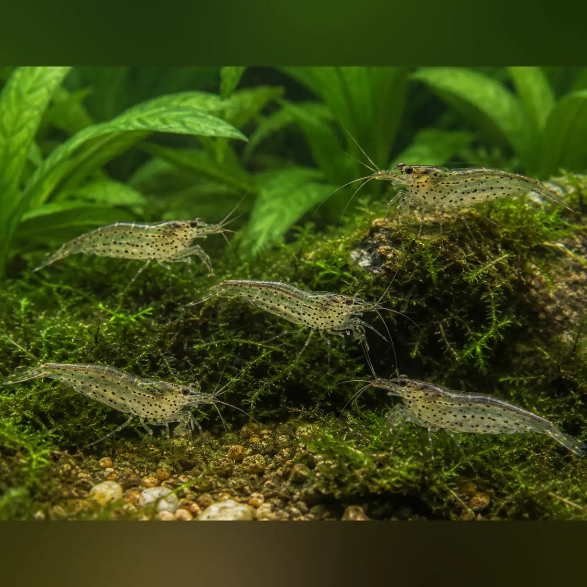 Amano Algae Eating Shrimp