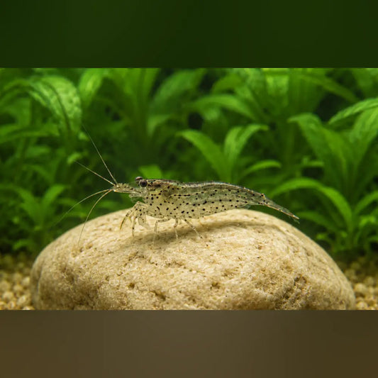 Amano Algae Eating Shrimp