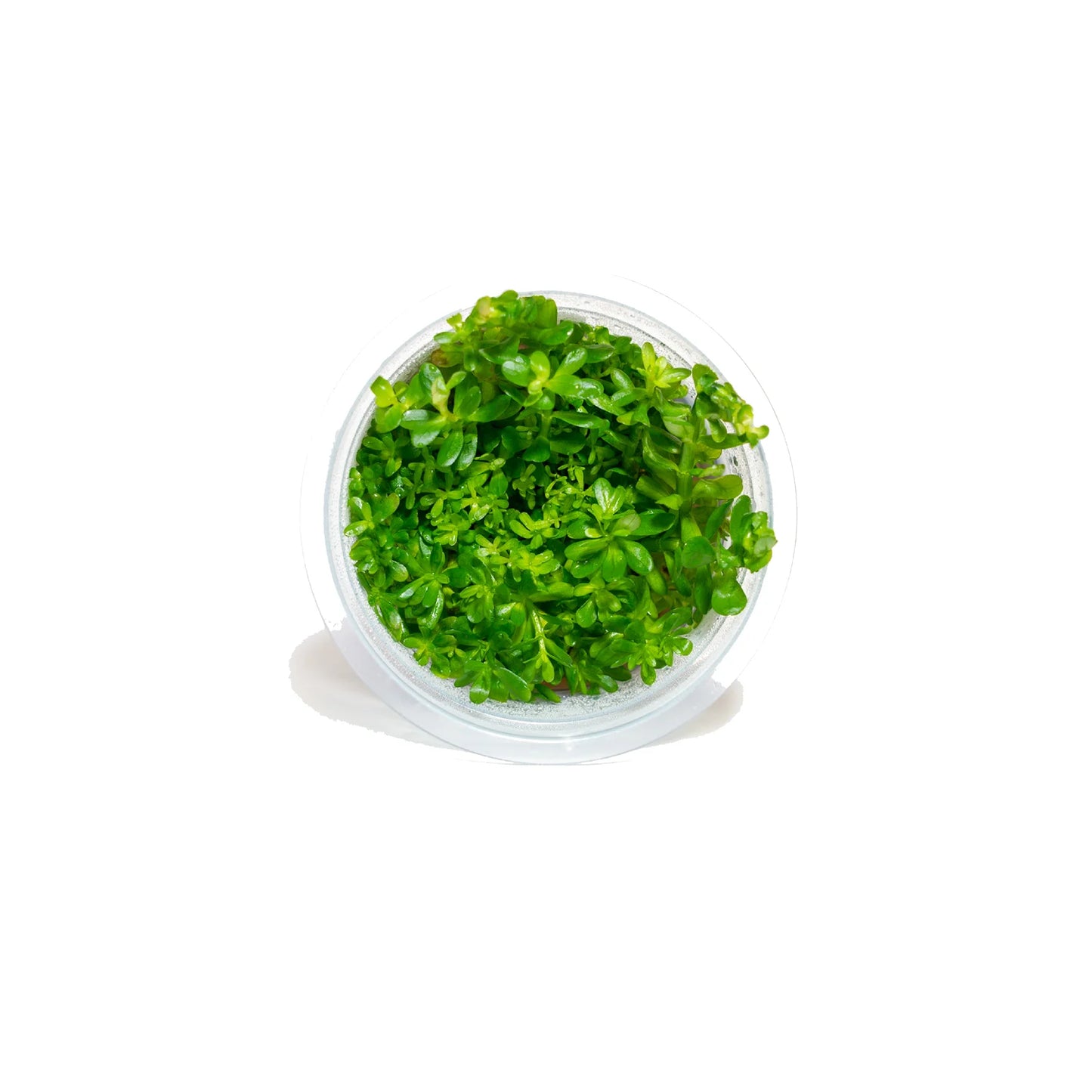 Ammannia sp 'Bonsai' - Tissue Culture