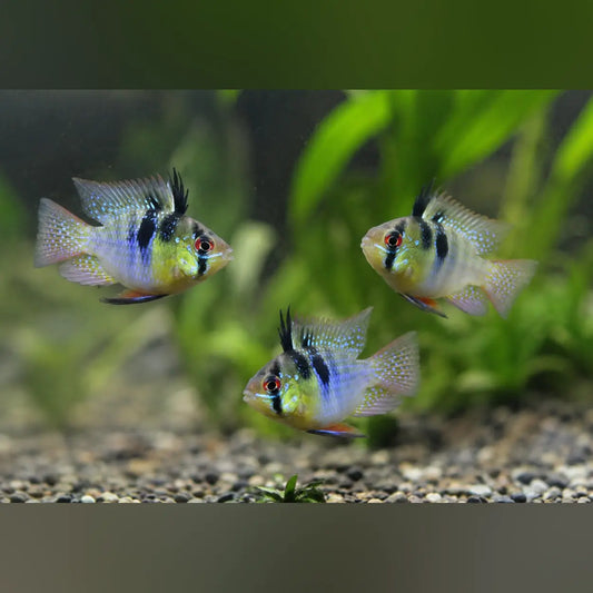 Ram Cichlids for Sale | AquariumFish.com