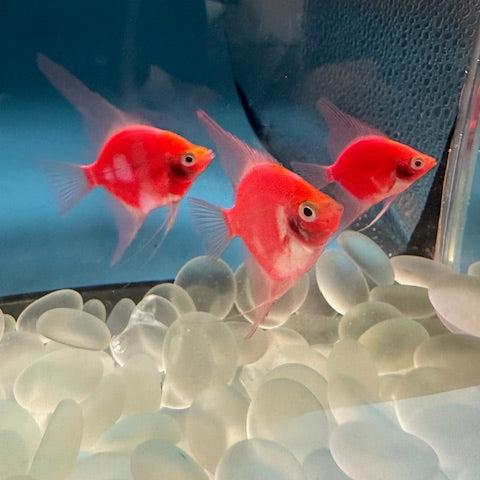 Glofish Angelfish – AquariumFish.com