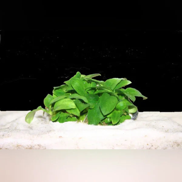 Green aquatic plant on a white substrate with a black background