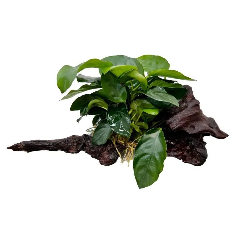 Anubias nana on driftwood