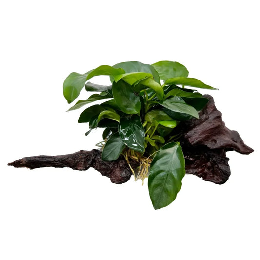 Anubias nana on driftwood
