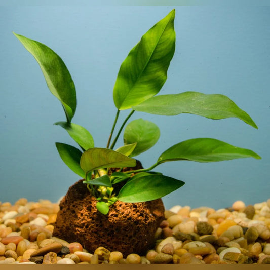 Anubias on Lava Stone