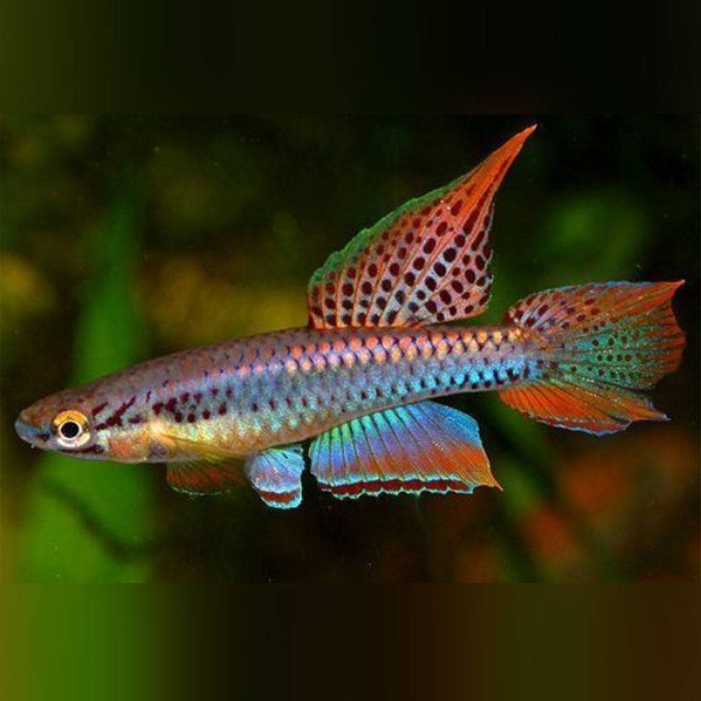 Aphysosemion bivittatum Killifish