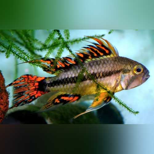 Apisto Cacatuoides