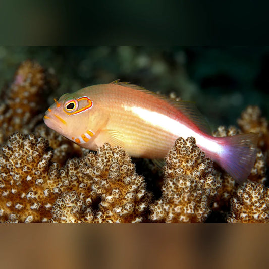 Arc Eye Hawkfish