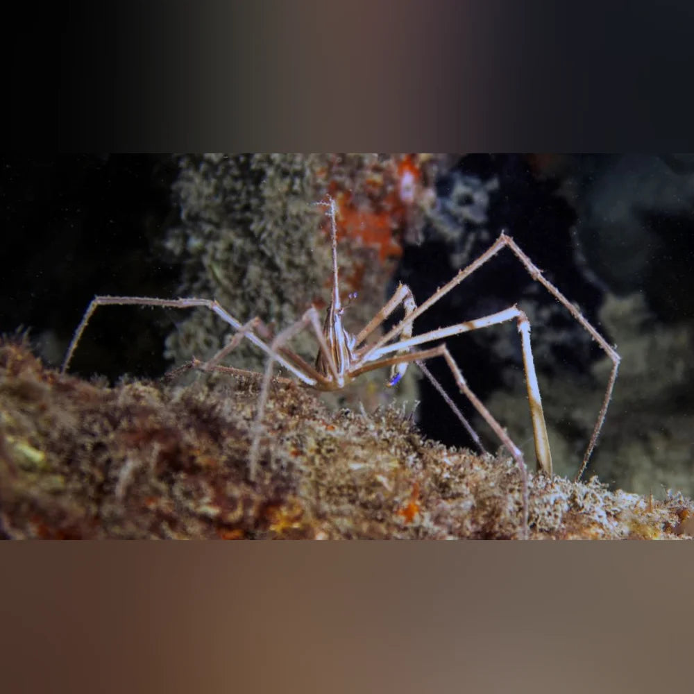 Arrow Crab