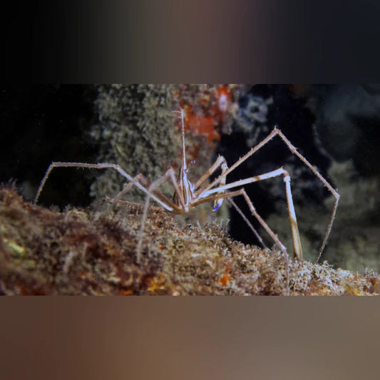 Arrow Crab