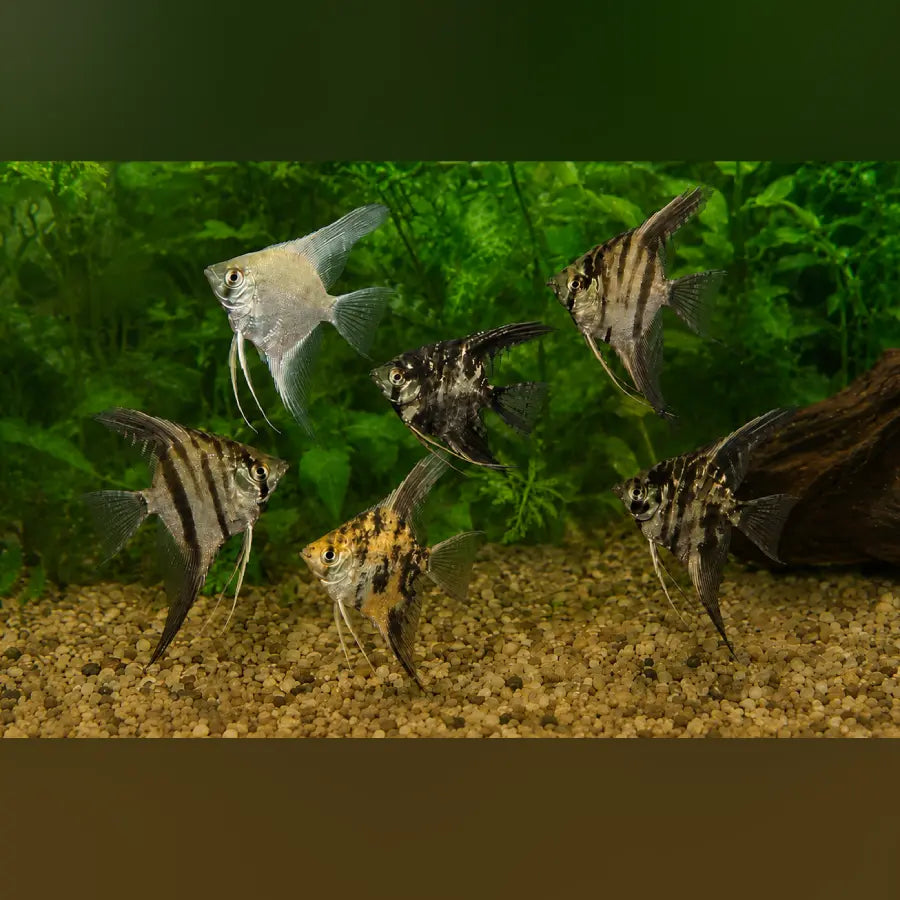 Assorted Angelfish (School of 6)