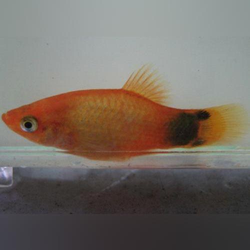 Mickey Mouse Platy