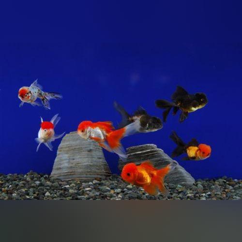 Assorted Oranda Goldfish For Sale – Aquariumfish.com