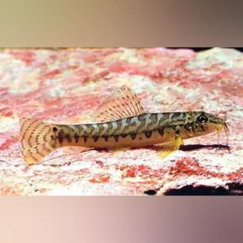 Ataran Zipper Loach