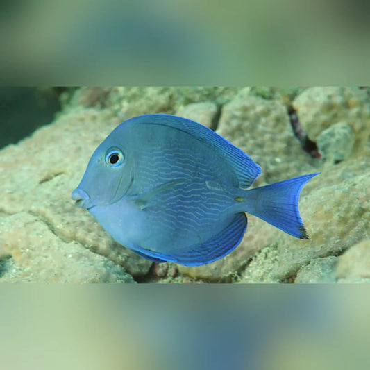Atlantic Blue Tang