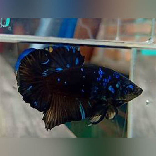 Avatar Plakat Betta Male