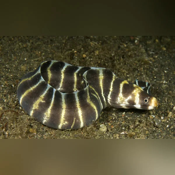 Banded Moray Eel