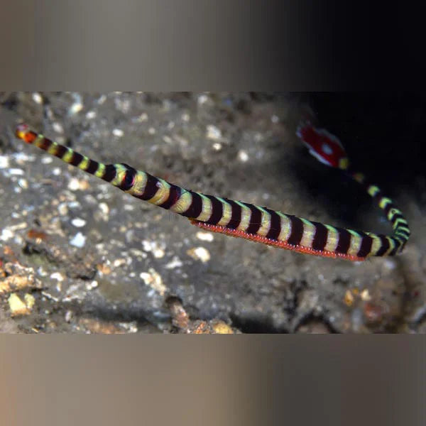 Colorful striped fish on a blurred natural background