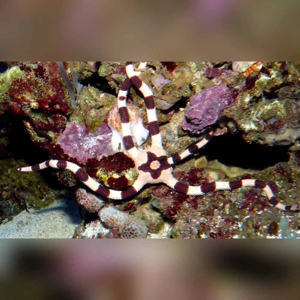 Banded Serpent Starfish on a rocky seabed with blurred edges