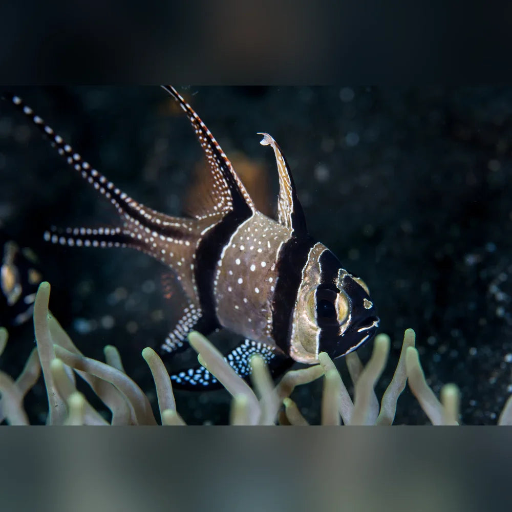 Fancy fish on a coral reef with a dark background