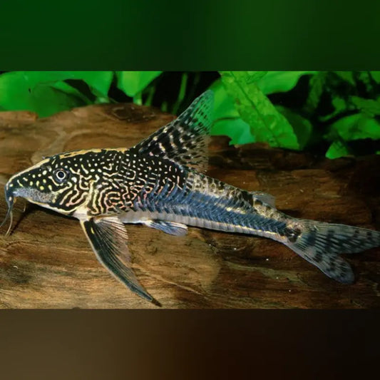Barbatus Cory