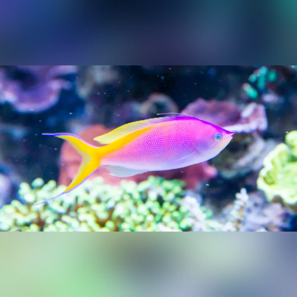 Bartlett's Anthias