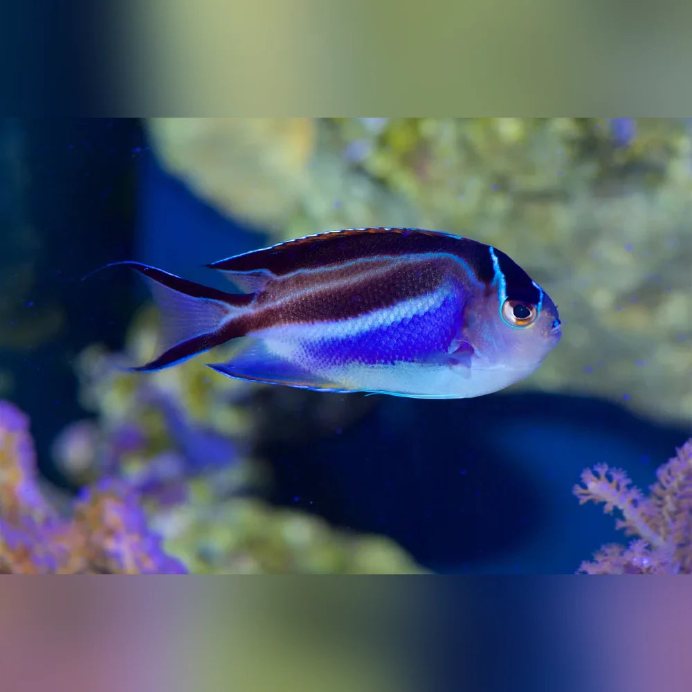 Bellus Angelfish
