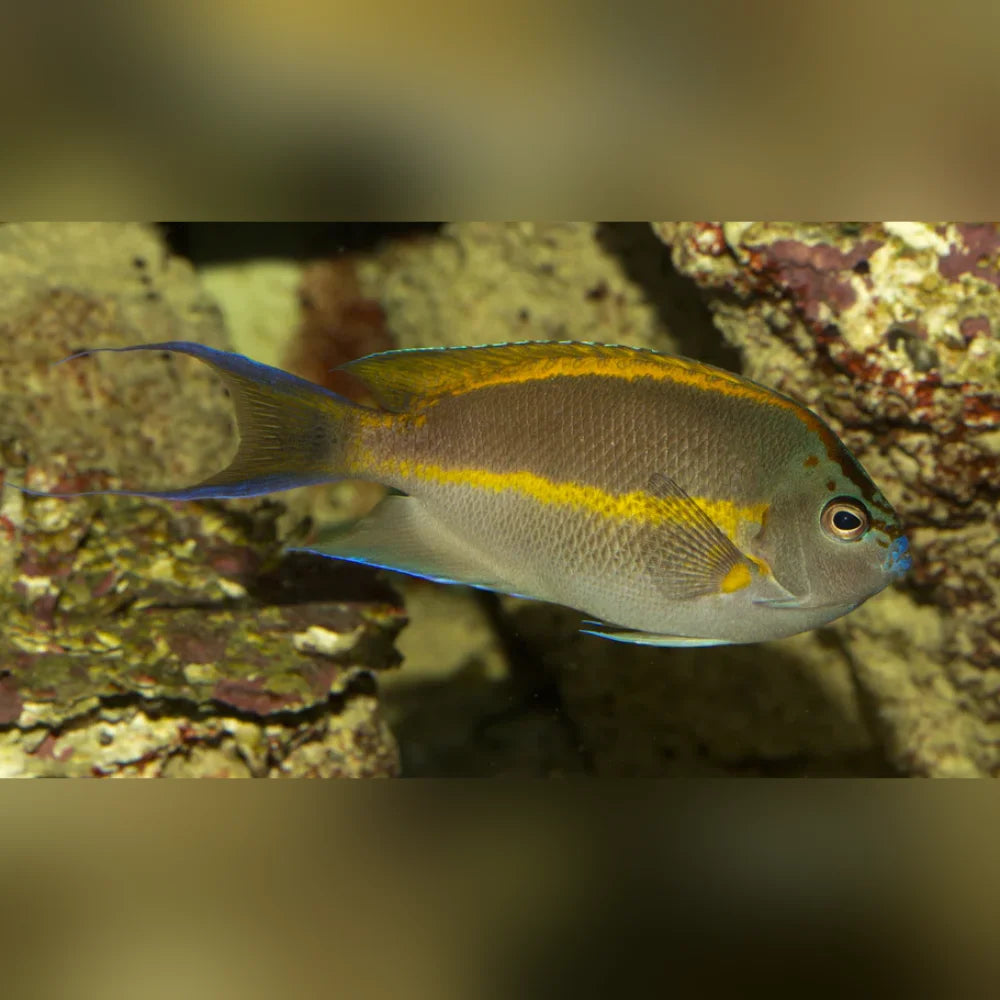 Bellus Angelfish