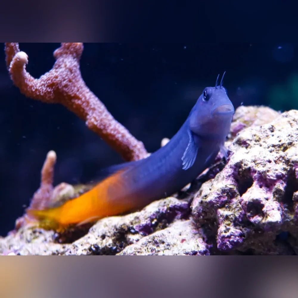 Bicolor Blenny