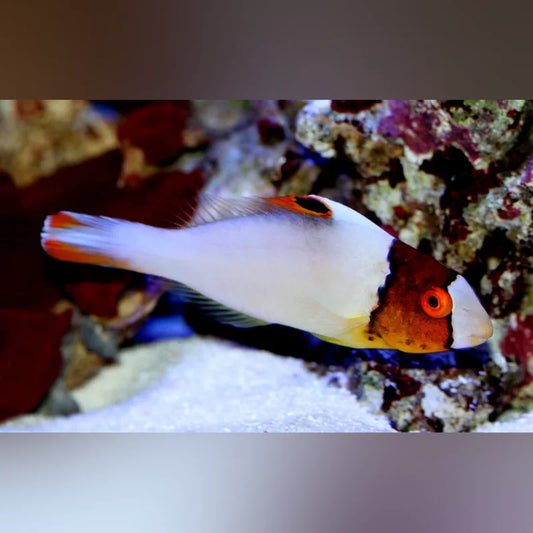 Colorful fish with orange and white colors swimming in an aquarium setting.